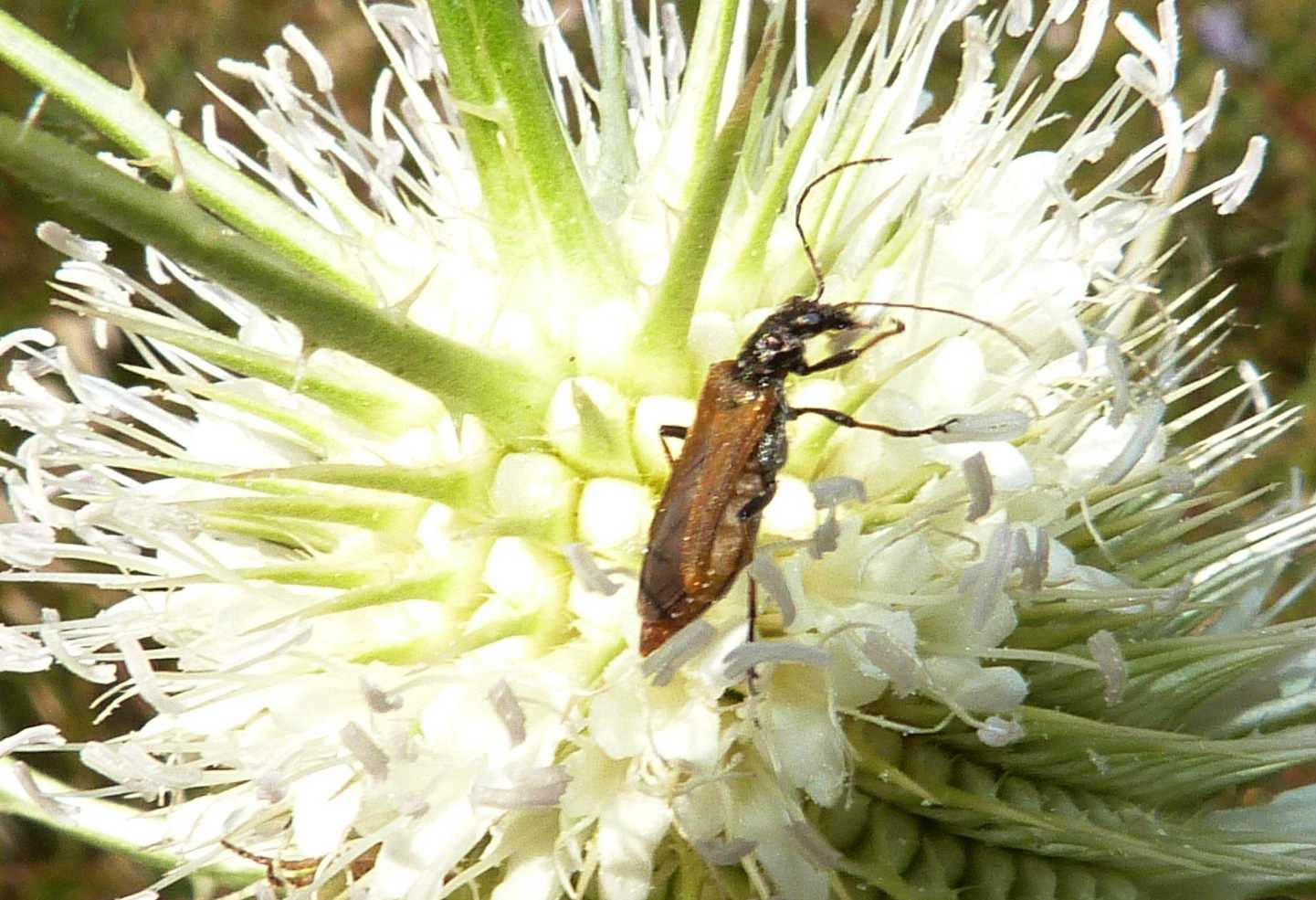 Oedemera femorata, femmina